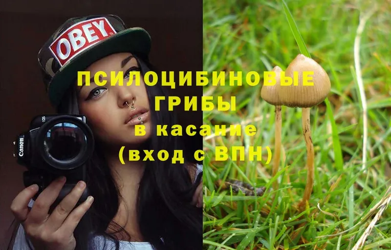 Псилоцибиновые грибы Cubensis  сколько стоит  OMG ссылка  Ельня 